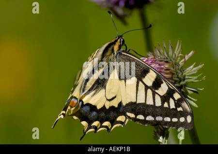 Swallowtail Butterfly Papilio machaon se nourrissant de Thistle Banque D'Images