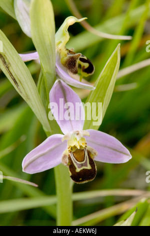 L'orchidée abeille sur de plus en plus pointe le long de la côte du Dorset Banque D'Images