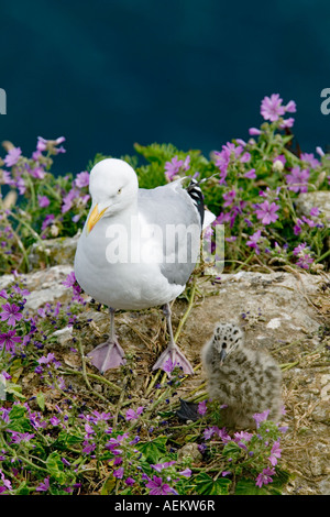 Les goélands argentés et les poussins sur falaise Dorset Banque D'Images