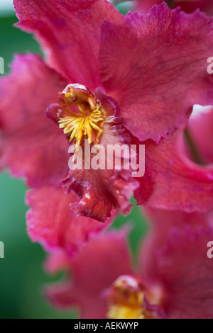 Close up d'un Odontioda Orchidée hybride Banque D'Images