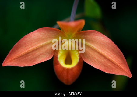 Close up d'un Phragmipedium Orchid Banque D'Images