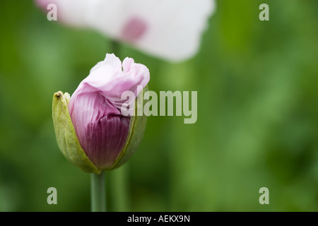 Lilac coquelicot débourrement contre un fond vert diffus Banque D'Images