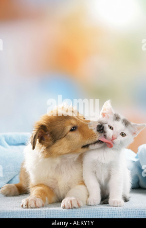 Amis des animaux : chaton et chiot Sheltie Banque D'Images