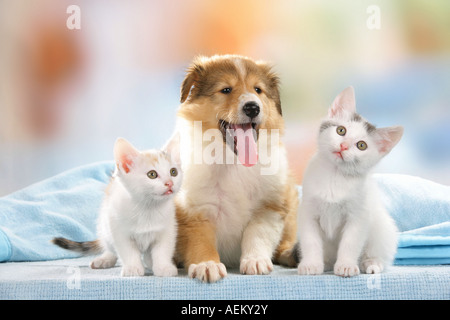 Amis des animaux : deux chatons et chiots Sheltie Banque D'Images