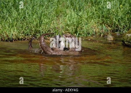 La loutre européenne - jouer dans l'eau / Lutra lutra Banque D'Images