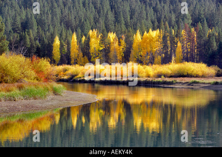 Couleur automne aspenn arbres et rivière Deschutes central Oregon Banque D'Images