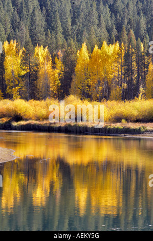 Couleur automne aspenn arbres et rivière Deschutes central Oregon Banque D'Images