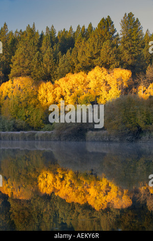 Couleur automne aspenn arbres et rivière Deschutes central Oregon Banque D'Images