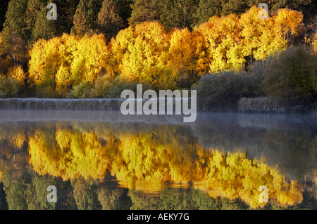 Couleur automne aspenn arbres et rivière Deschutes central Oregon Banque D'Images