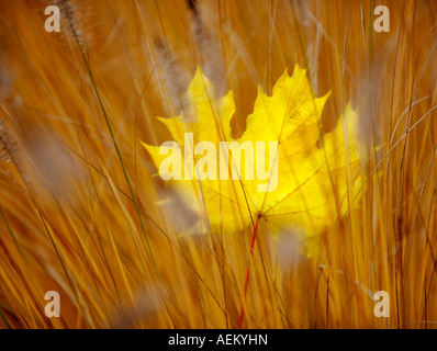Couleur de la feuille d'automne feuille d'érable à grandes graminées Wilsonville Oregon Banque D'Images