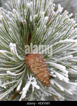 Pine Tree avec givre Wilsonville Oregon Banque D'Images
