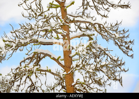 Neige avec arbre de pin ponderosa Elkhorn Drive National Scenic Byway Oregon Banque D'Images