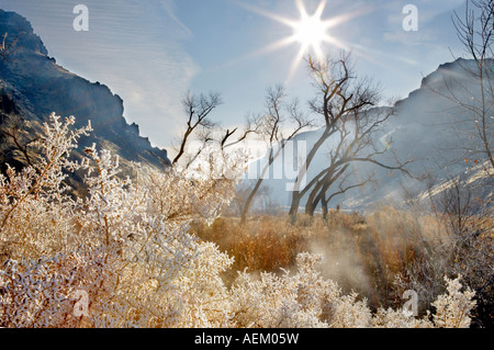 Givre sur les plantes avec des arbres cottonwood avec soleil à Snively Hot Spring Valley River Oregon Banque D'Images