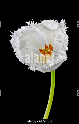 Tulip blanc Banque D'Images