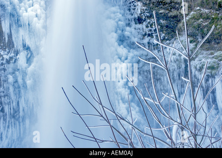 La prêle inférieur avec des chutes d'arbres couvertes de glace et les chutes de la gorge de la rivière Columbia National Scenic Area Oregon Banque D'Images