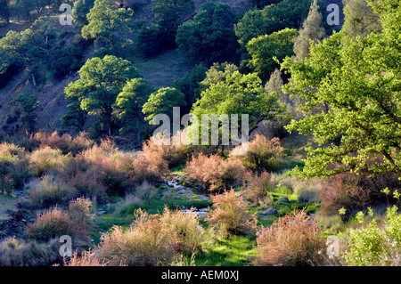 Saltcedar ou cinq étamines de tamaris Tamarix chinensis ramosissima le long de rives du ruisseau Bear avec brouillard Bear Valley en Californie Banque D'Images