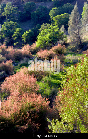 Saltcedar ou cinq étamines de tamaris Tamarix chinensis ramosissima le long de rives du ruisseau Bear avec brouillard Bear Valley en Californie Banque D'Images