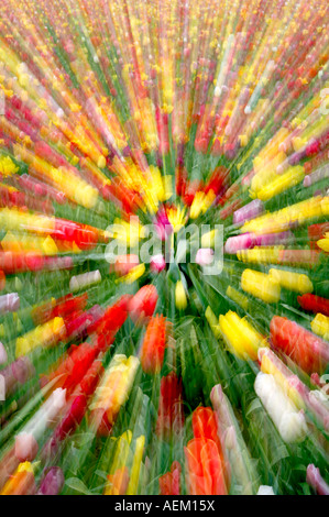 Un zoom de sabots tulipes Tulip Farm Woodburn Oregon Banque D'Images