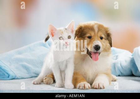 Amis des animaux : chaton et chiot Sheltie Banque D'Images