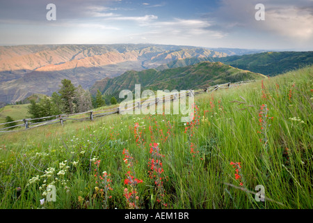 Vue depuis Buckhorn donnent sur l'enfer de fleurs sauvages s Canyon National Scenic Area Oregon Banque D'Images