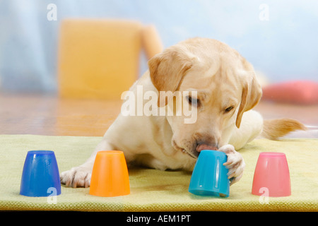 Labrador Retriever jouant un jeu de test d'intelligence, Banque D'Images