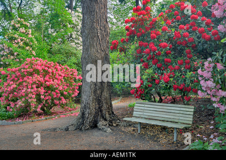 Rhododendrons en fleurs et banc à Crystal Springs Rhododendron Gardens Florida Banque D'Images