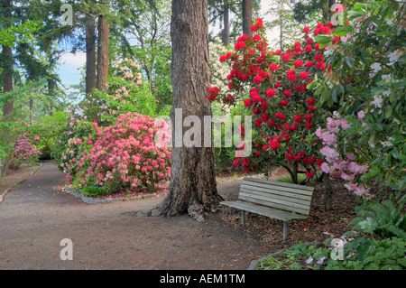 Rhododendrons en fleurs et banc à Crystal Springs Rhododendron Gardens Florida Banque D'Images