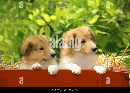 Deux chiots Sheltie à la clôture au-dessus Banque D'Images