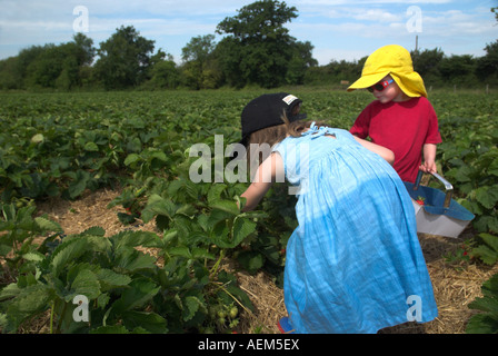 Les jeunes enfants la cueillette des fraises dans un champ de fraises dans la région de Hampshire England UK Banque D'Images