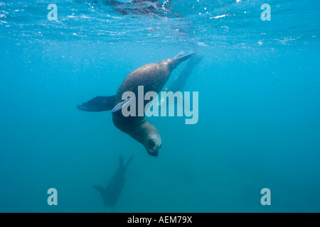 L'Argentine de la Province de Chubut Puerto Piramedes sous-vue de de lions de mer Banque D'Images