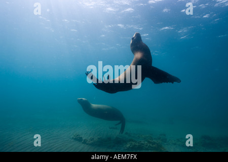 L'Argentine de la Province de Chubut Puerto Piramedes sous-vue de de lions de mer Banque D'Images