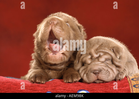 Deux chiots Shar Pei - lying Banque D'Images