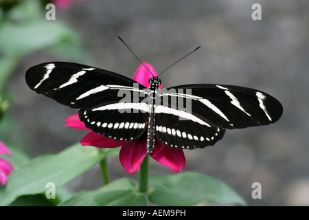 Le Zebra Longwing (Heliconius charithonia) Butterfly Banque D'Images