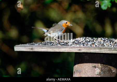 Robin sur un tableau d'oiseaux (Erithacus rubecula aux abords) Banque D'Images