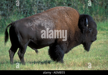 Bison d'Amérique ou captive Bull Buffal Banque D'Images