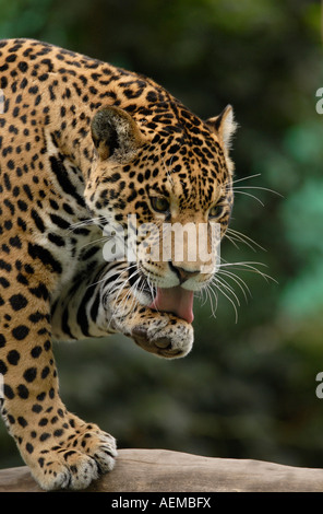 JAGUAR Panthera onca lave Banque D'Images