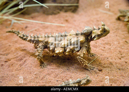 Devil épineuse Moloch horridus l'Outback du Territoire du Nord de l'Australie Banque D'Images