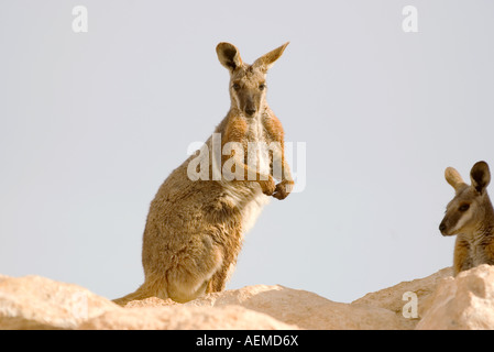 Belle image d'un rock wallaby à pieds jaunes Banque D'Images