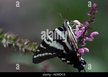 Le Zebra Swallowtail Butterfly (Eurytides marcellus) au zoo de Brookfield Banque D'Images