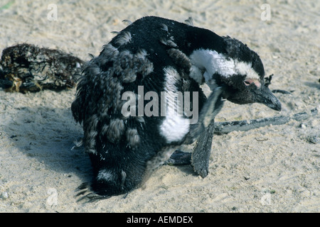 Manchot du Cap (Spheniscus demersus) d'oiseaux en mue, péninsule du Cap Afrique du Sud Banque D'Images