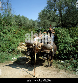 Les hommes sacs chargement de raisin récolté sur charrette traditionnelle, vallée du Douro, Portugal Banque D'Images