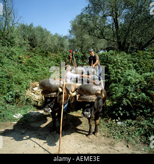 Les hommes sacs chargement de raisin récolté sur charrette traditionnelle, vallée du Douro, Portugal Banque D'Images