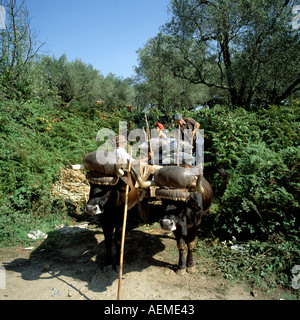 Des hommes et des garçons sacs chargement de raisin récolté sur charrette traditionnelle, vallée du Douro, Portugal Banque D'Images