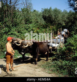 Garçon regardant oxcart traditionnels et les hommes sacs chargement de raisin récolté, vallée du Douro, Portugal Banque D'Images