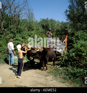 Boy petting ox et les hommes sacs chargement de raisin récolté sur charrette traditionnelle, vallée du Douro, Portugal Banque D'Images