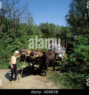 Les garçons et les hommes avec des bœufs chargés de sacs de raisin récolté, vallée du Douro, Portugal Banque D'Images