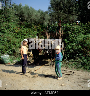 Les garçons avec des bœufs chargés de sacs de raisin récolté, vallée du Douro, Portugal Banque D'Images