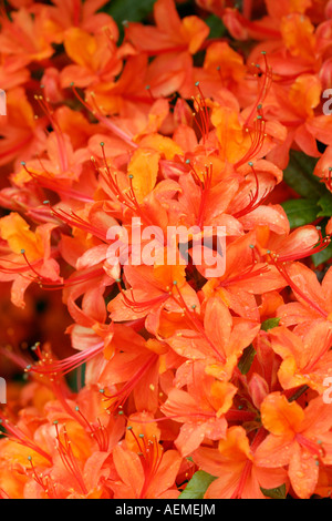 Rhododendron close up Banque D'Images