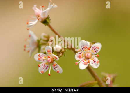 Close-up de la délicate de petites fleurs de London Pride - Saxifraga urbium Banque D'Images