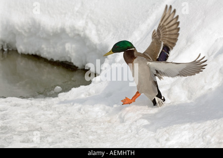 Le Canard colvert (Anas platyrhynchos). Dans la neige de Drake Landing Banque D'Images